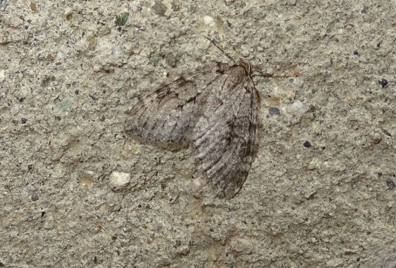 Epirrita sp. - Geometridae